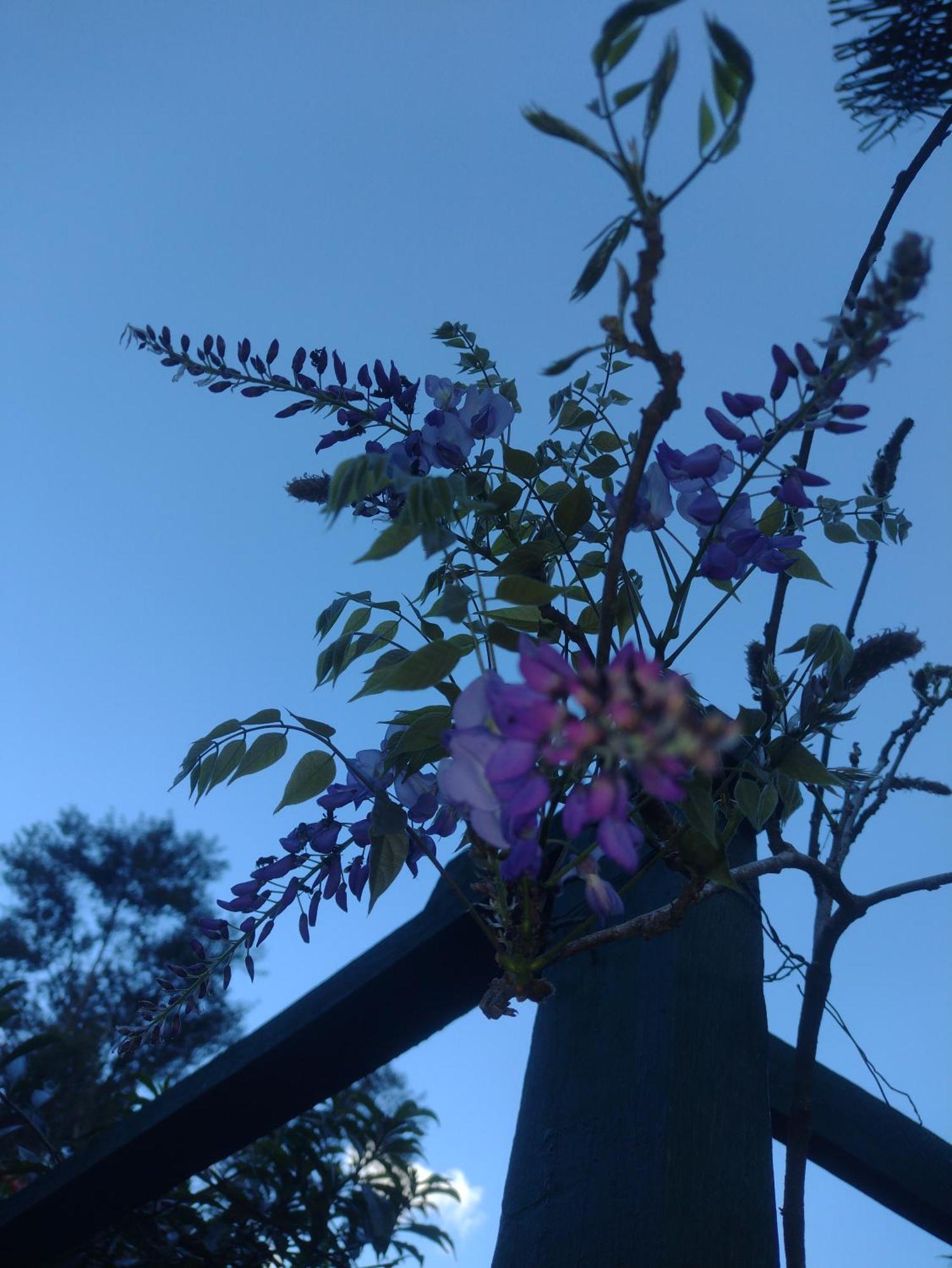 Pousada Villa Jambo Petrópolis Esterno foto